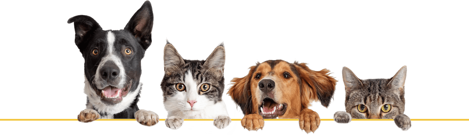 Dog Cat Banner Border Less